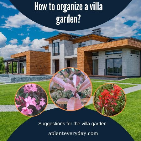 How to organize a villa garden Suggestions for the villa garden