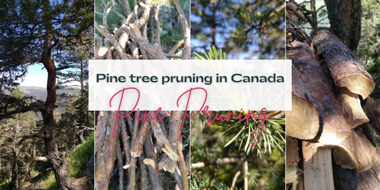 Pine tree pruning in Canada