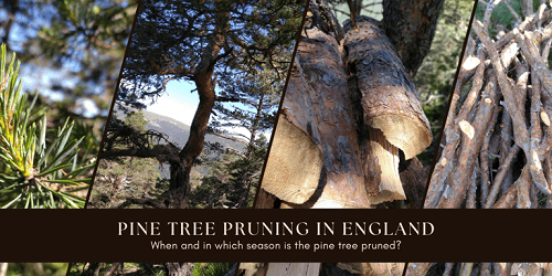 Pine tree pruning in England