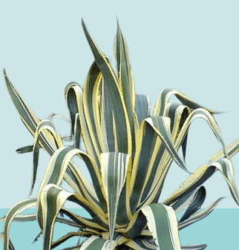 What are the features of agave Americana