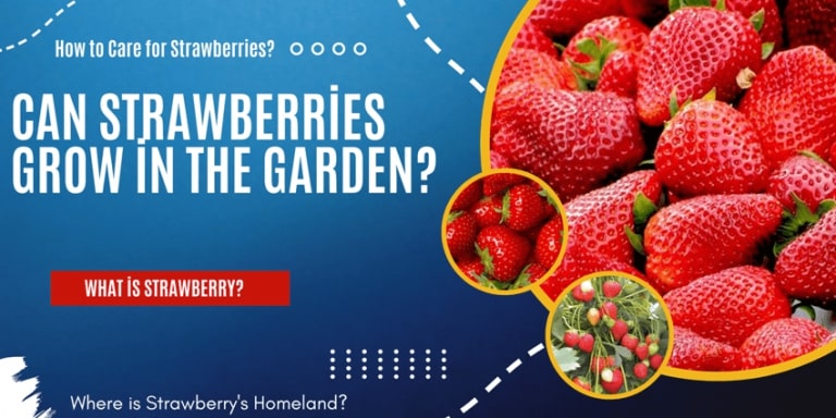 What months do strawberries grow in the UK