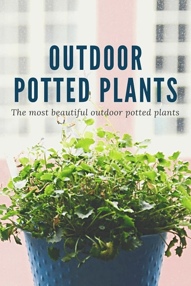 What plants are good for outdoor pots year round