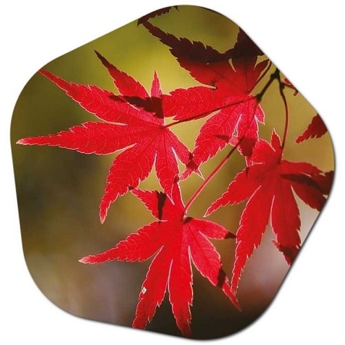 What type of plant is the Acer palmatum