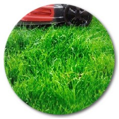 When should I fertilize my lawn in New Mexico
