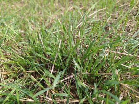 When should I start mowing my lawn in Oklahoma?