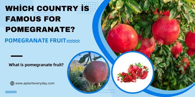Which country is famous for pomegranate
