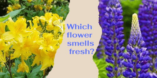 Which flower smells fresh