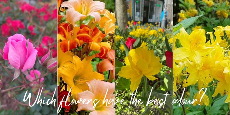 Which flowers have the best odour?
