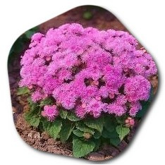 Ageratum flower care Does Ageratum grow in pots