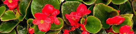 Begonia Flower Varieties