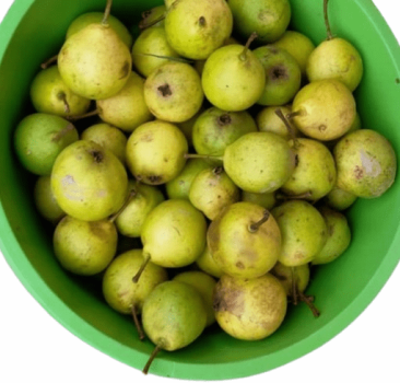 Can a pear tree grow in Washington