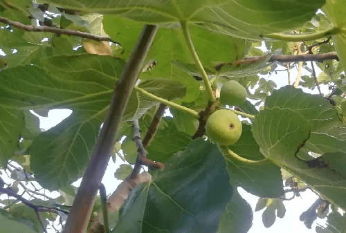 Do fig trees grow in Palestine