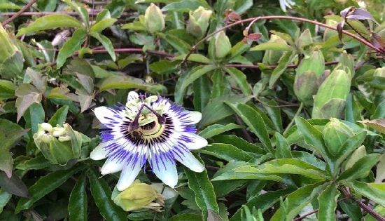 Does Passionflower Grow in the United Kingdom