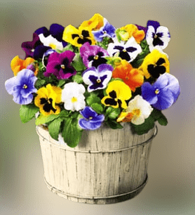 Does the African Violet Grow Well in America 