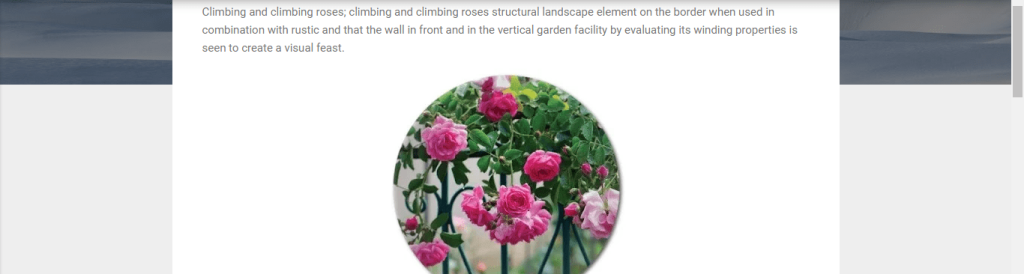 How Roses Are Used in Landscaping