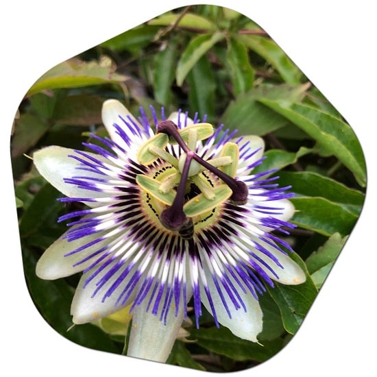 How do you care for passion flower indoors
