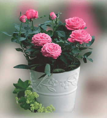 How do you keep potted roses alive