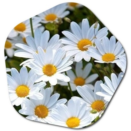How many daisy are in the world