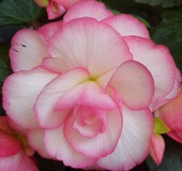 How to Care for Begonia Flower
