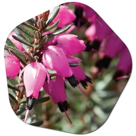 How to care for Erica carnea 'Winter Beauty'
