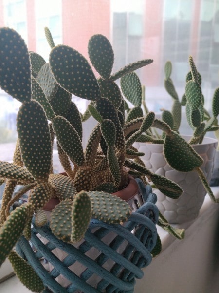 How to care for a cactus in a pot