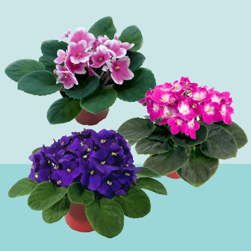 How to care for an African violet in America