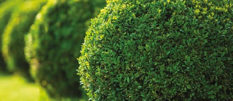 How to care for the Buxus sempervirens plant