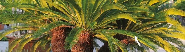 How to care for the Cycas revoluta Palm tree