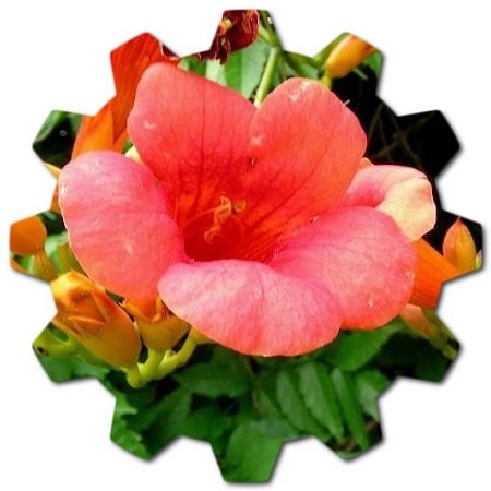 Information about Campsis radicans