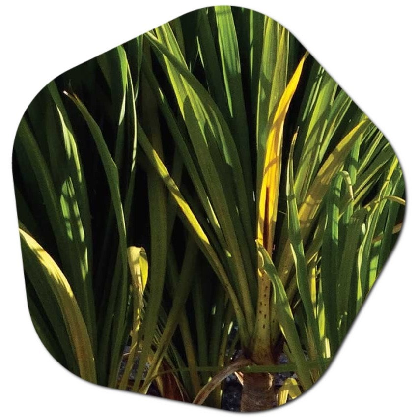 Information about the Dracena indivisa plant