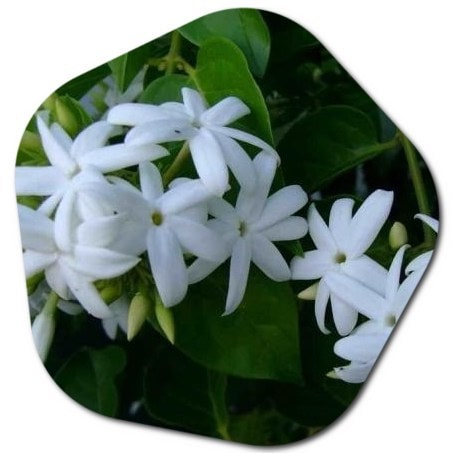 Is jasmine the national flower of the Philippines