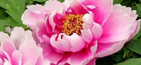 Is the peony flower suitable for the garden