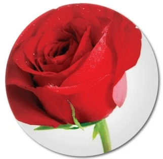 Landcape rose