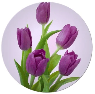 Types of purple flowers
