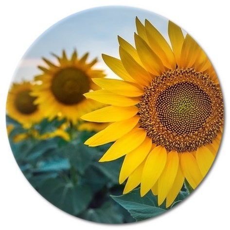 Use of Sunflower in Landscaping