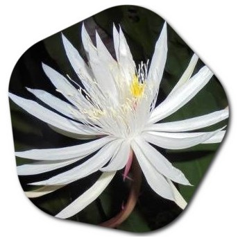 What are 3 interesting facts about the queen of the night flower