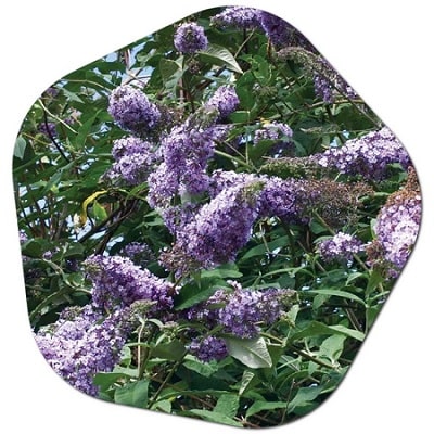 What are some fun facts about Buddleia