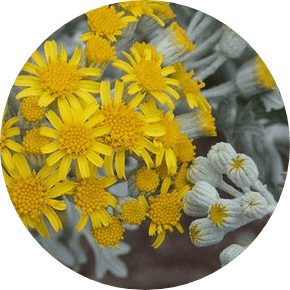 What are the benefits of cineraria