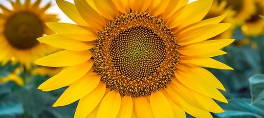 Sunflower soil preparation,When to plant Sunflower,Sunflower planting,Sunflower care,Sunflower,Sunflower watering,Sunflower pests,Sunflower cultivation,What is Sunflower,