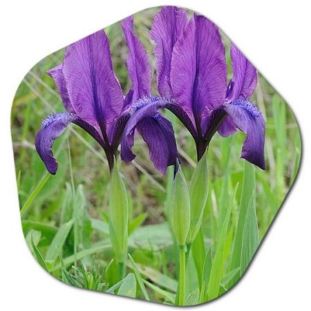 What are the endemic flowers growing in Azerbaijan
