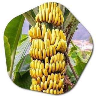 What are the fruit trees that grow in Colombia