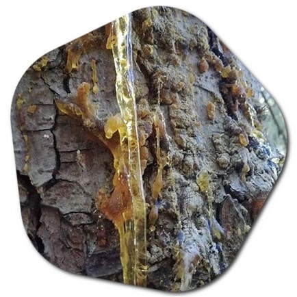 What does pine tree sap do