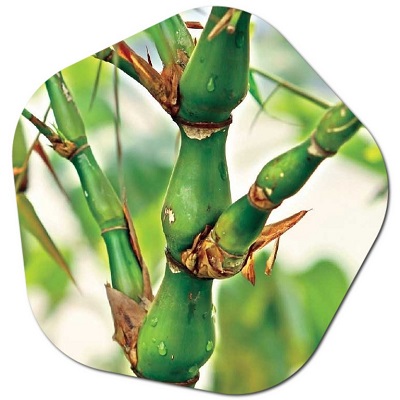 What is Bambusa ventricosa
