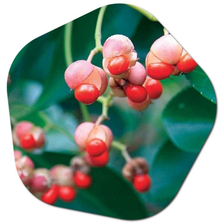 What is Euonymus japonicus,  What is Euonymus japonicus good for