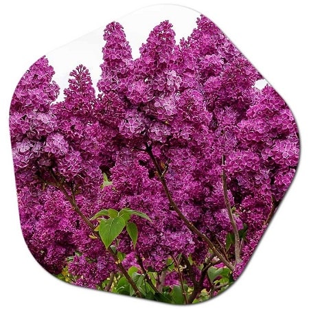 What is a Lilac Tree