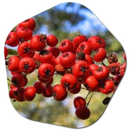 What is the Crataegus monogyna plant What are the benefits
