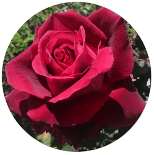 What is the best climate for roses