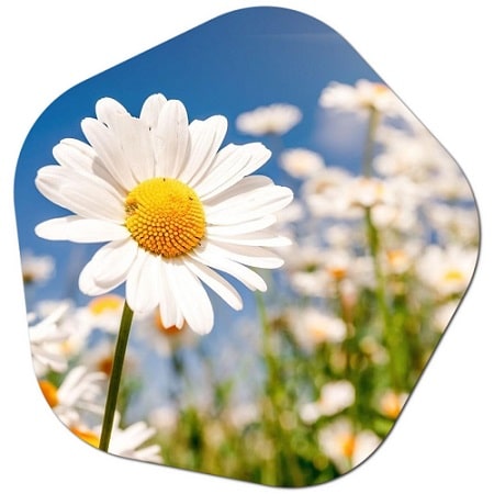 What is the most common daisy