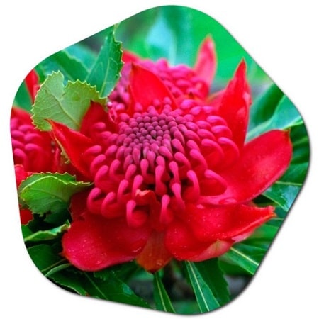 What is the most popular flower growing in Australia