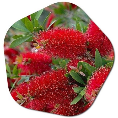 What is the use of Callistemon citrinus